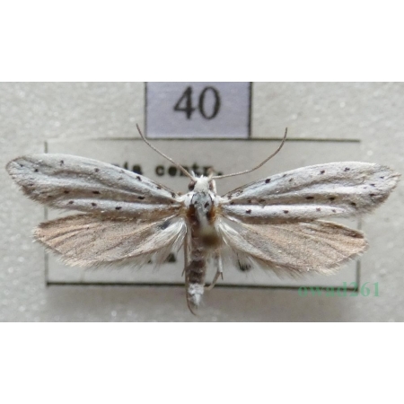 Yponomeuta sedella Treitschke, 1832 Namiotnik rozchodnikowiec Czech40